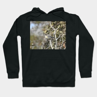 Yellow-rumped, myrtle, warbler, wild birds, wildlife gifts Hoodie